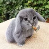 Стикер 17 Котик