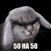 🤩 Эмодзи «Котик» для Telegram