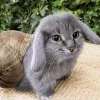 Стикер 11 Котик