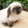 Стикер 45 Котик