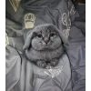 Стикер 59 Котик
