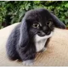 Стикер 44 Котик