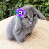 Стикер 10 Котик