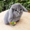 Стикер 13 Котик