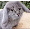Стикер 6 Котик