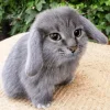 Обложка набора Котик