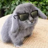Стикер 31 Котик