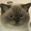 Стикерпак Кот для Telegram