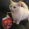 😺 Эмодзи «Кот» для Telegram