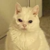 😺 Эмодзи «Кот» для Telegram