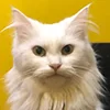 😺 Эмодзи «Кот» для Telegram