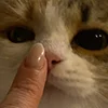 😺 Эмодзи «Кот» для Telegram