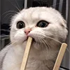 😺 Эмодзи «Кот» для Telegram