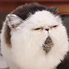 😺 Эмодзи «Кот» для Telegram