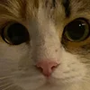 😺 Эмодзи «Кот» для Telegram