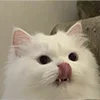 😺 Эмодзи «Кот» для Telegram