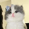 😺 Эмодзи «Кот» для Telegram