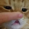 😺 Эмодзи «Кот» для Telegram