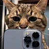 😺 Эмодзи «Кот» для Telegram