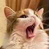 😺 Эмодзи «Кот» для Telegram