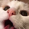 😺 Эмодзи «Кот» для Telegram