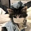 😺 Эмодзи «Кот» для Telegram