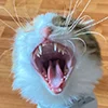 😺 Эмодзи «Кот» для Telegram