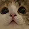 😺 Эмодзи «Кот» для Telegram