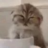 😺 Эмодзи «Кот» для Telegram