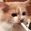 😺 Эмодзи «Кот» для Telegram