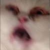 😺 Эмодзи «Кот» для Telegram