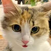 😺 Эмодзи «Кот» для Telegram