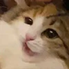 😺 Эмодзи «Кот» для Telegram