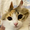 😺 Эмодзи «Кот» для Telegram