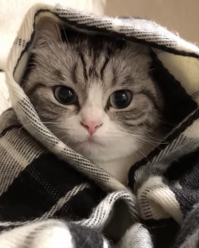 😴 Стикер «Kotik Bkycno 2» для Telegram