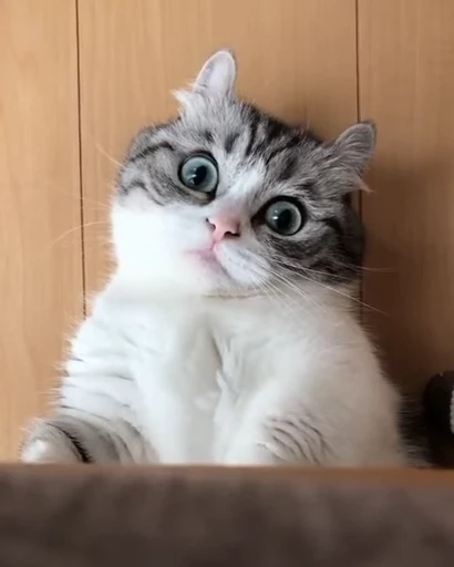 😳 Стикер «Kotik Bkycno 2» для Telegram
