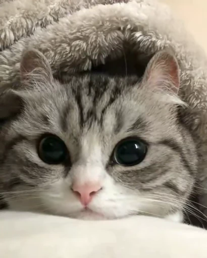 😮‍💨 Стикер «Kotik Bkycno 2» для Telegram