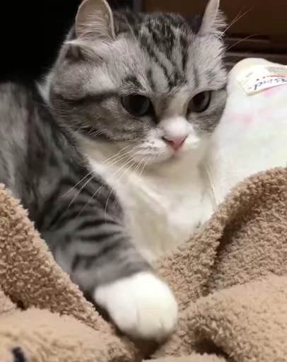 😤 Стикер «Kotik Bkycno 2» для Telegram