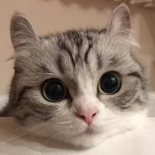 👀 Стикер «Kotik Bkycno 2» для Telegram
