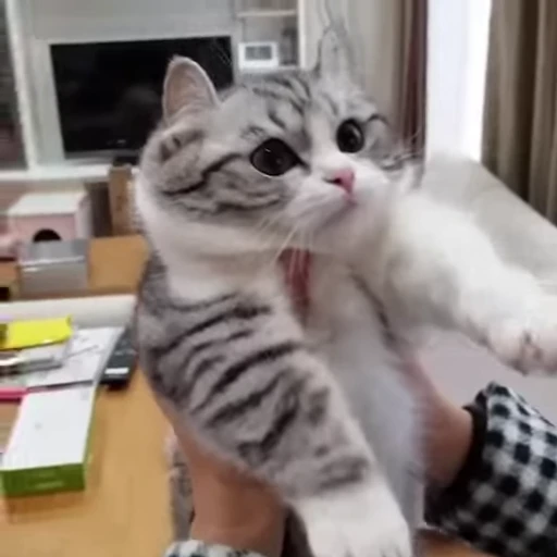 😜 Стикер «Kotik Bkycno 2» для Telegram