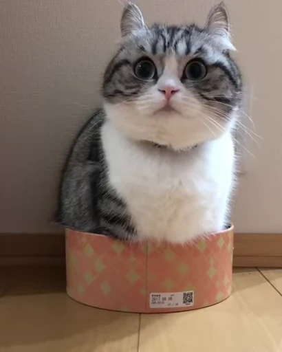 ☺️ Стикер «Kotik Bkycno 2» для Telegram