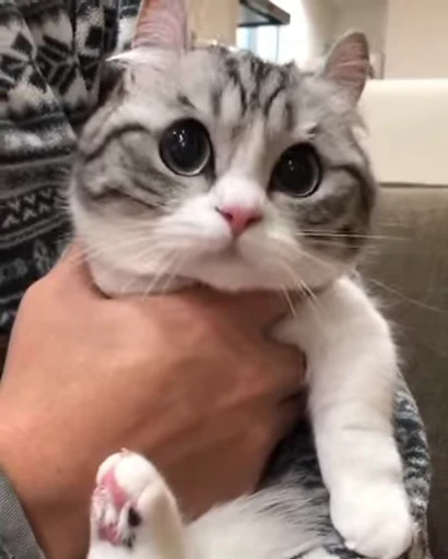 🥺 Стикер «Kotik Bkycno 2» для Telegram