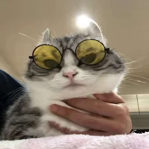😎 Стикер «Kotik Bkycno 2» для Telegram