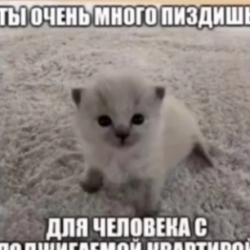 🔥 Стикер «Котике» для Telegram