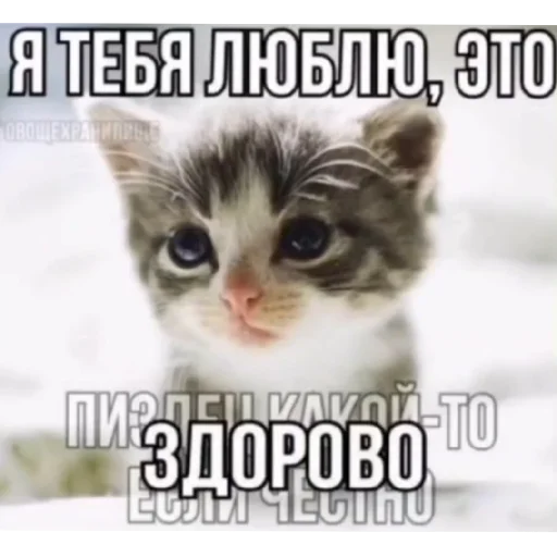 😍 Стикер «Котике» для Telegram