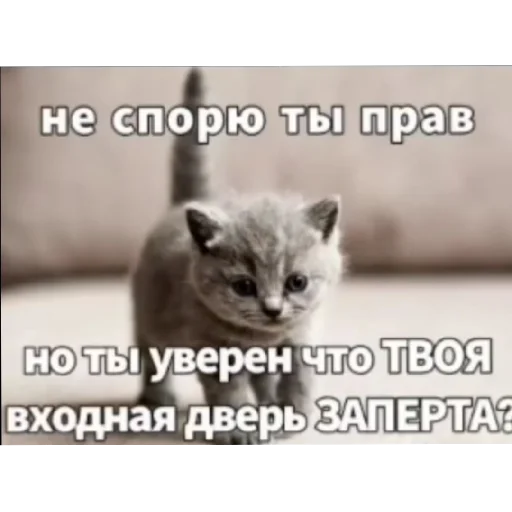 👹 Стикер «Котике» для Telegram