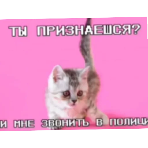 Стикерпак Котике для Telegram