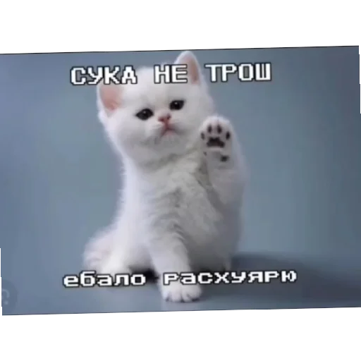 🤪 Стикер «Котике» для Telegram