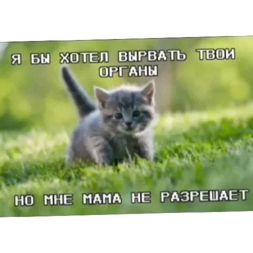 💢 Стикер «Котике» для Telegram