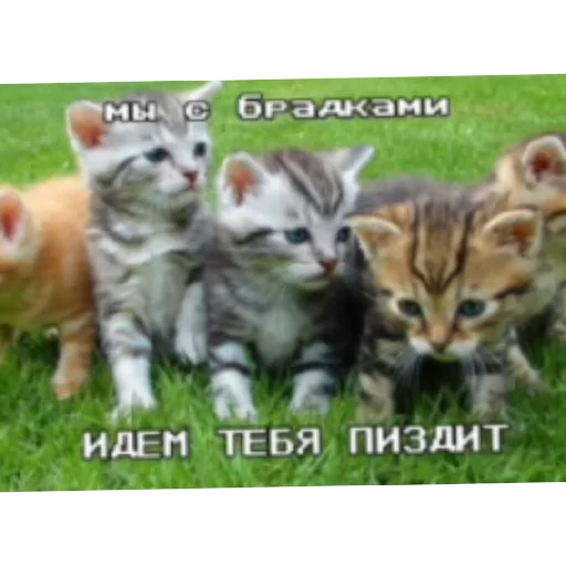👊 Стикер «Котике» для Telegram
